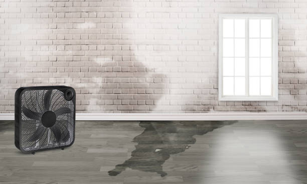 Best Professional water damage repair  in Trumann, AR
